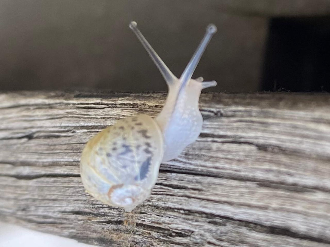 The Most Surprising Land Snail Facts