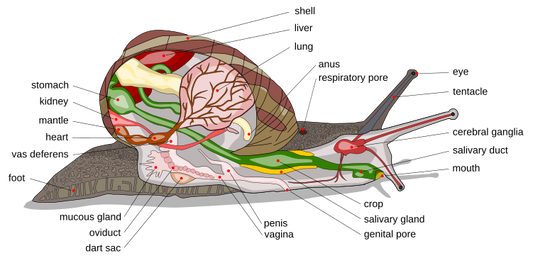 Surprising Senses: Can Land Snails See, Hear or Smell?
