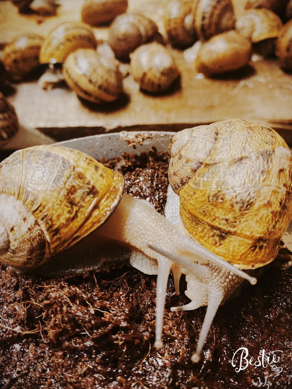 10 Interesting Facts About Land Snails