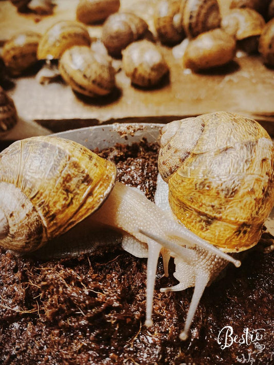 10 Interesting Facts About Land Snails - Mzansi Snails